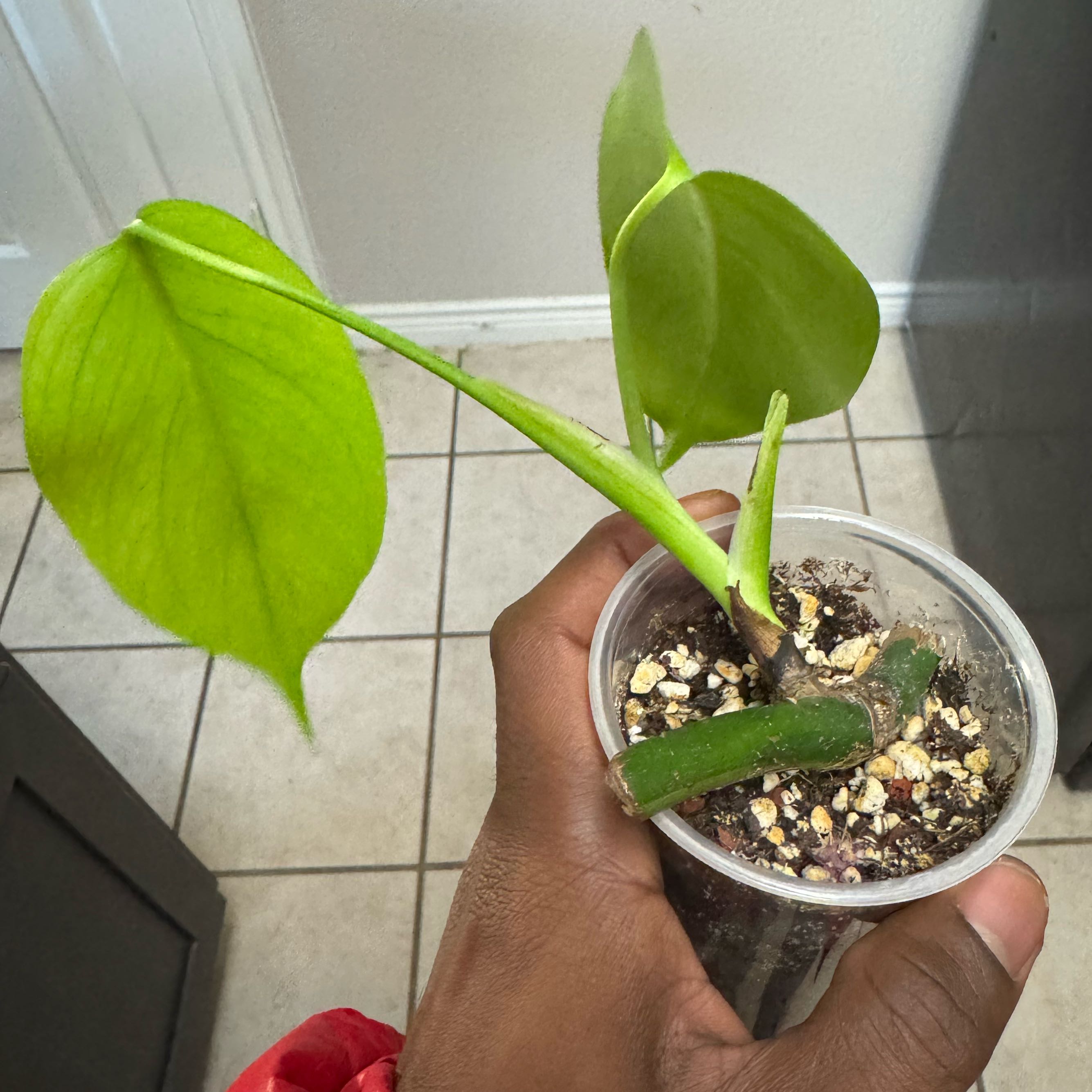 Photo of the plant species Aurea Epipremnum Pinnatum by @AvidOkra96 named Fernie Mercury on Greg, the plant care app