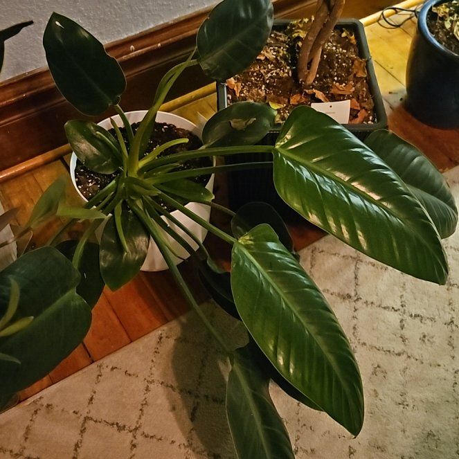 Photo of the plant species Green Diamond by @LargeTormentil named Zion on Greg, the plant care app