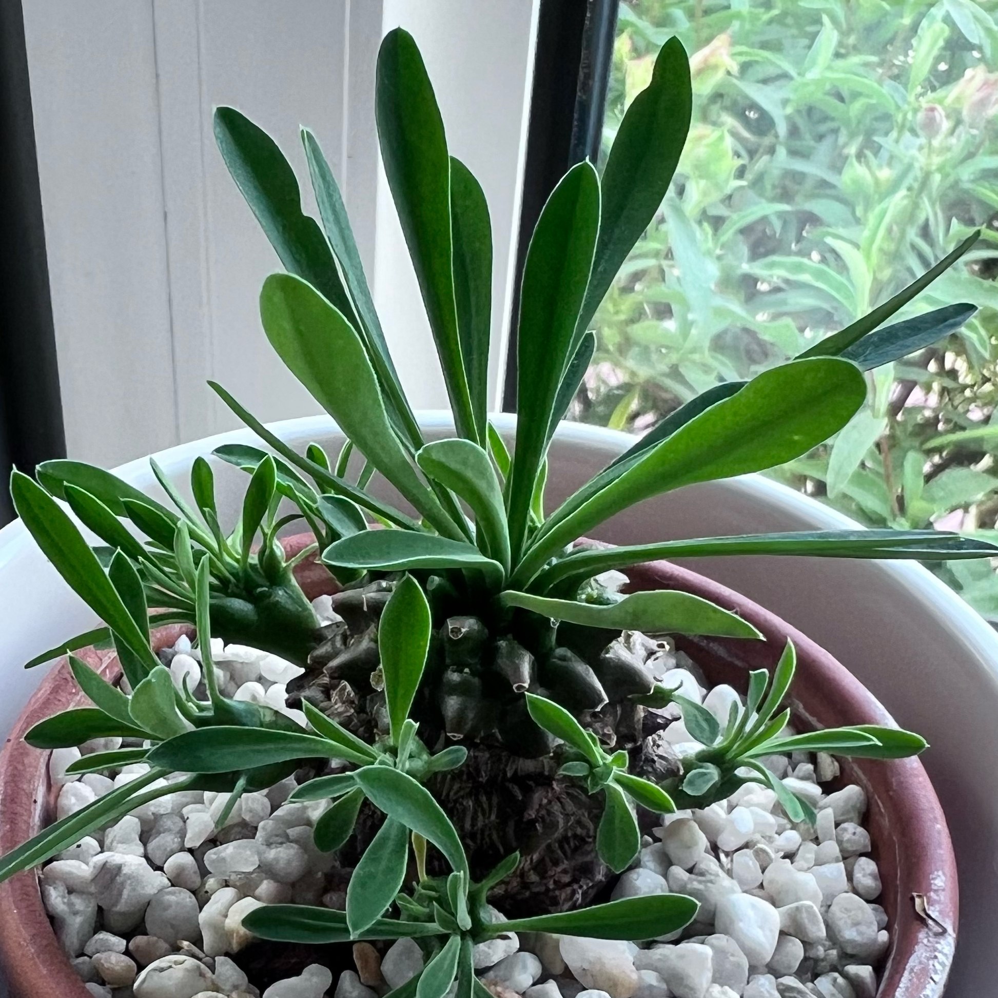 Photo of the plant species Pine Cone Plant by @sansevieria named Pineapple on Greg, the plant care app