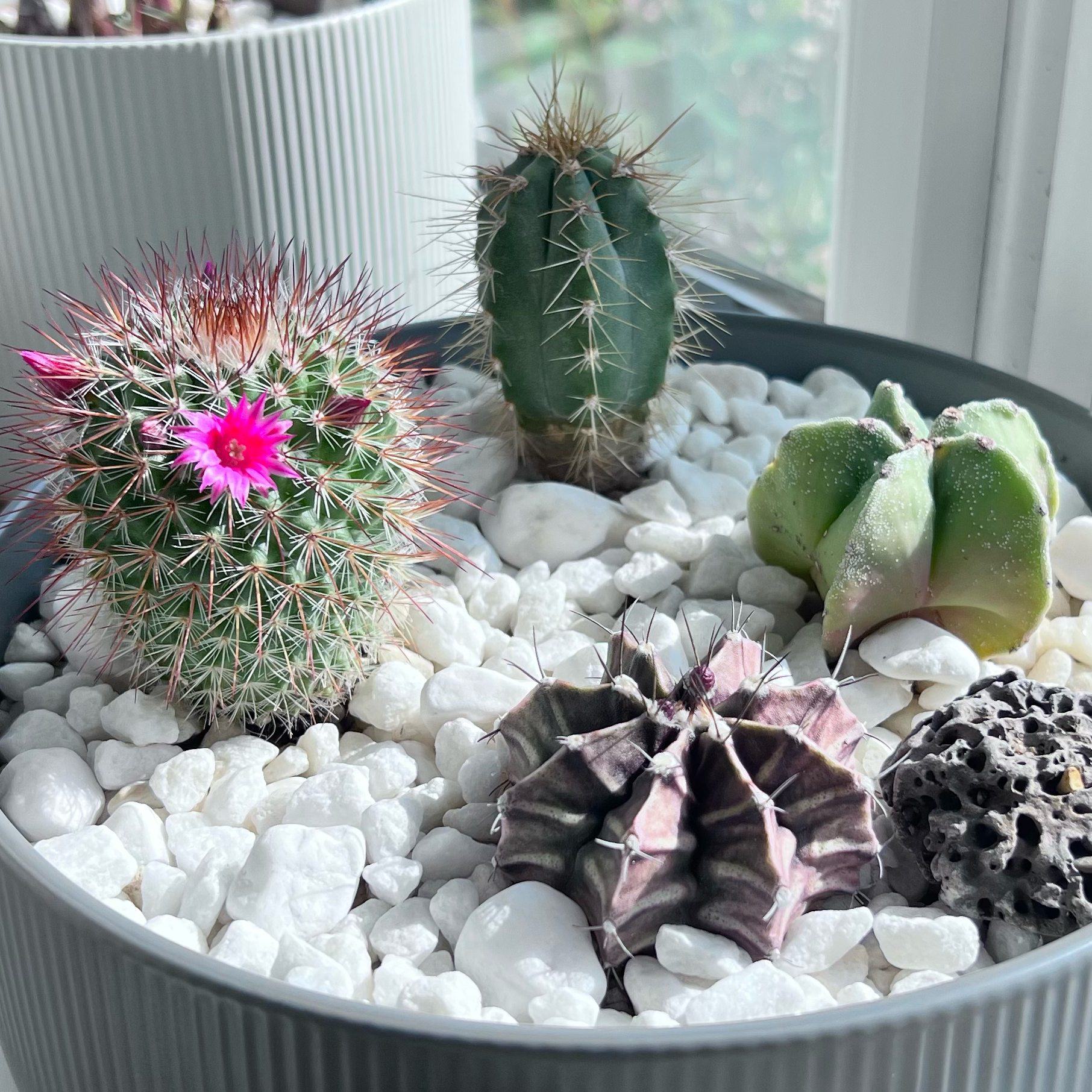 Photo of the plant species Ruby Ball by @sansevieria named Beefs Bowl on Greg, the plant care app