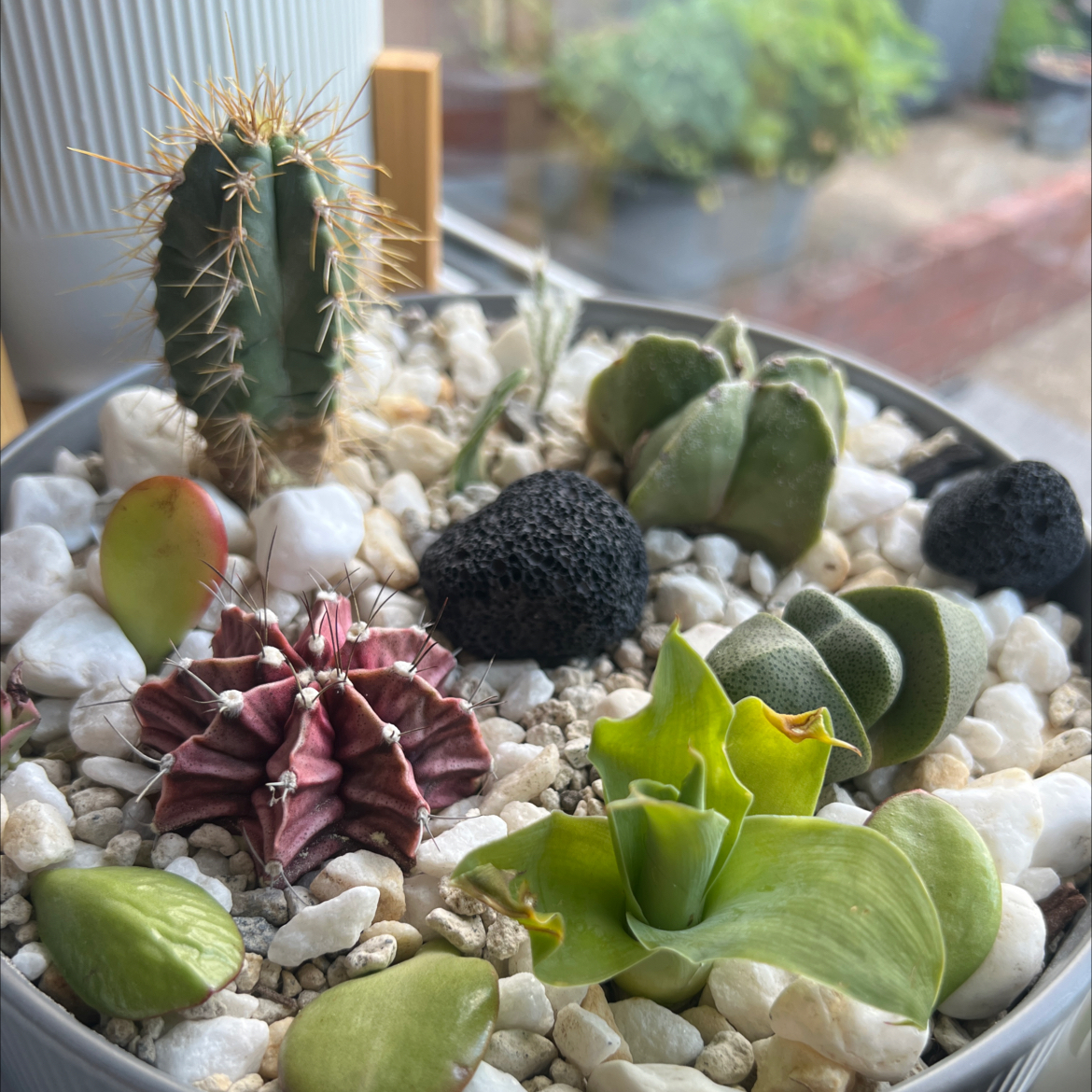 Photo of the plant species Ruby Ball by @sansevieria named Beefs Bowl on Greg, the plant care app
