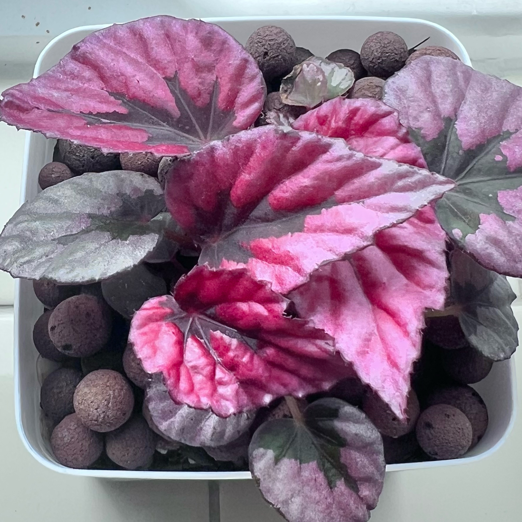 Photo of the plant species Painted-leaf Begonia by @sansevieria named Indian Summer on Greg, the plant care app