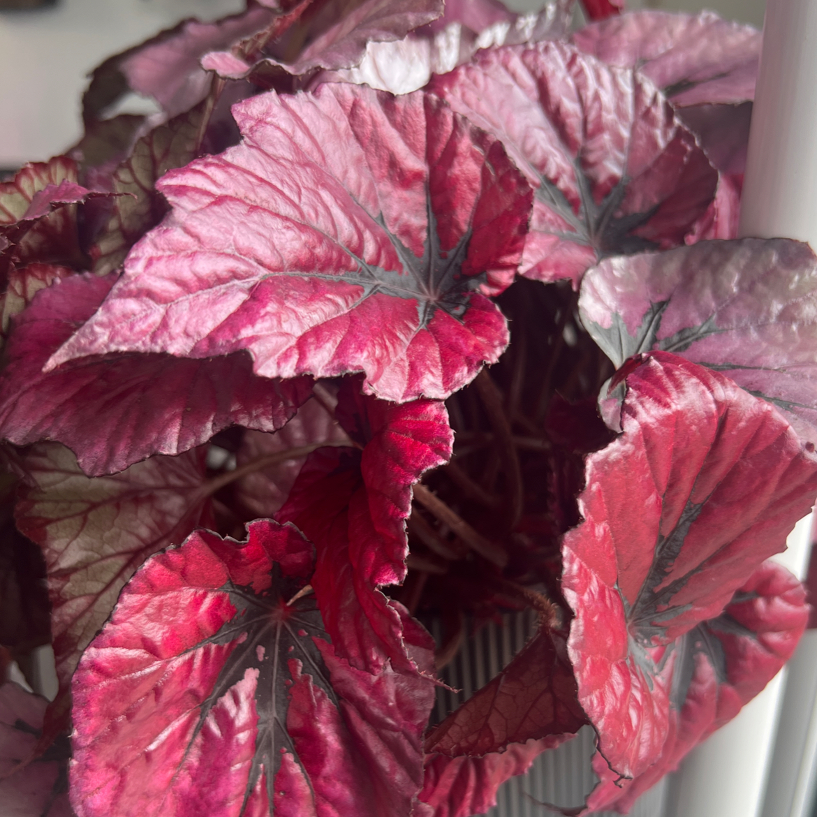 Photo of the plant species Painted-leaf Begonia by @sansevieria named Indian Summer on Greg, the plant care app