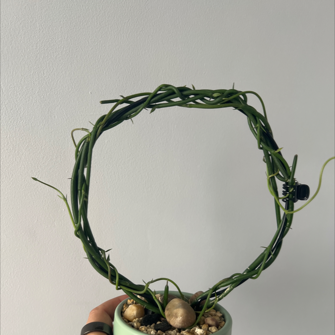 Photo of the plant species Bushman's Pipe by @sansevieria named Luna on Greg, the plant care app