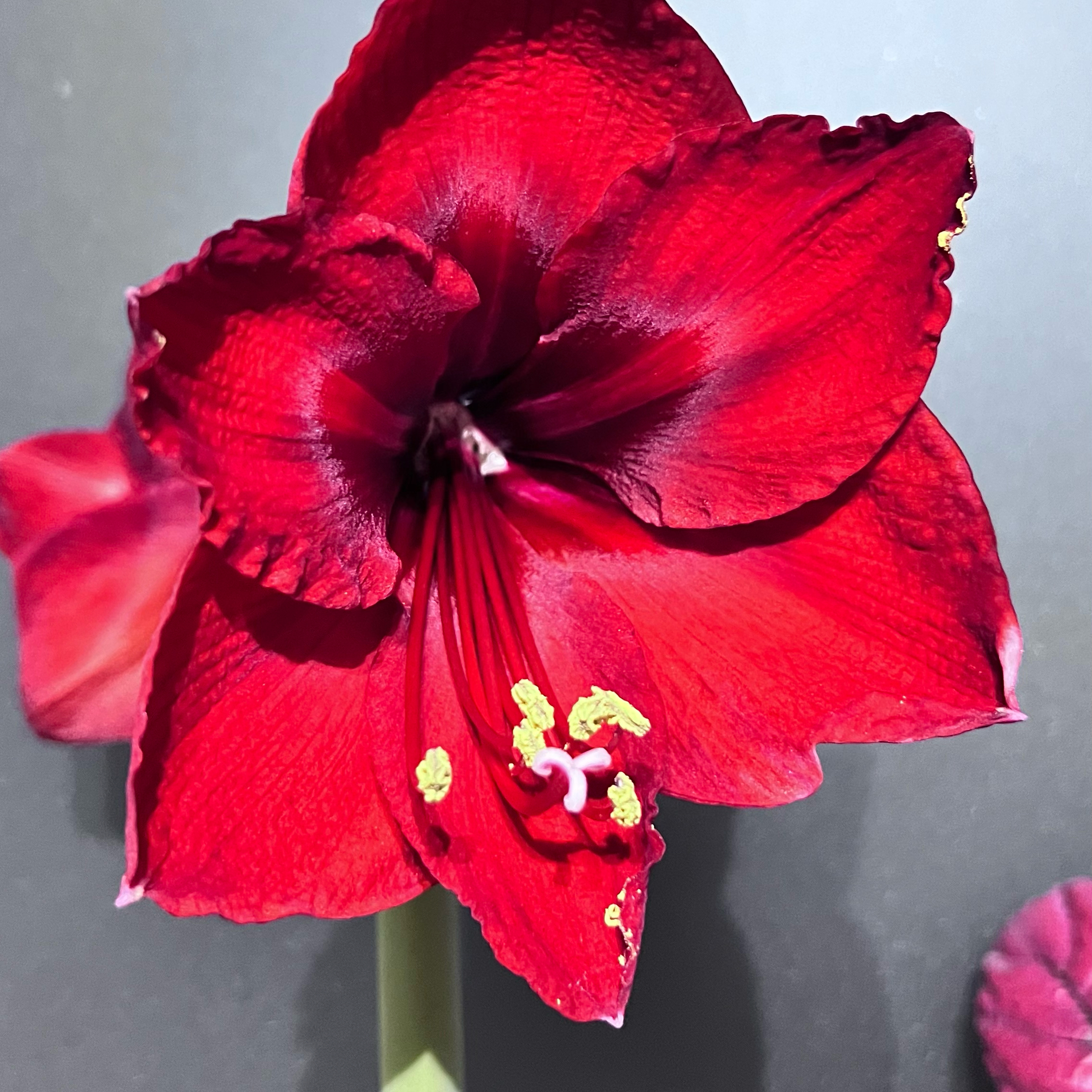 Photo of the plant species red by @sansevieria named Foxxy on Greg, the plant care app