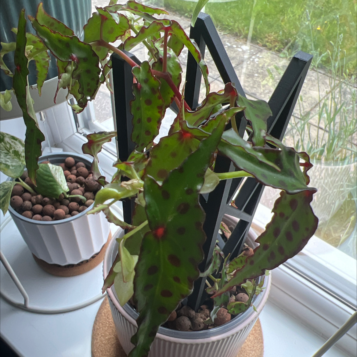 Photo of the plant species Begonia amphioxus by @sansevieria named Bruce Lee on Greg, the plant care app