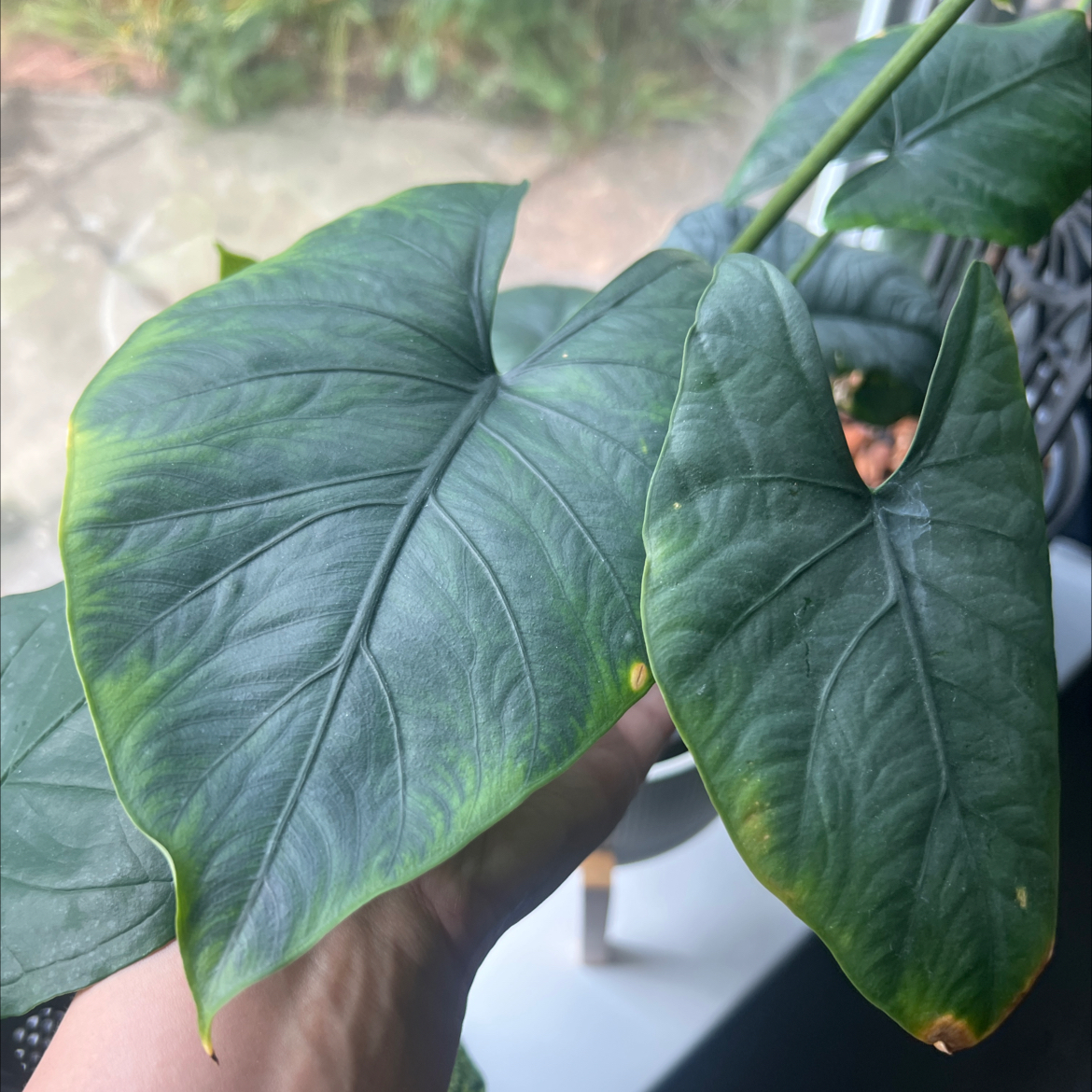 Photo of the plant species Alocasia Reginae by @sansevieria named Sage on Greg, the plant care app