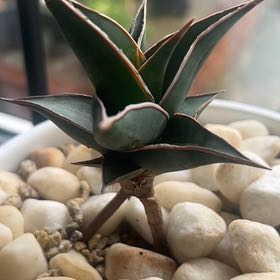 Photo of the plant species Walking Sansevieria by @sansevieria named Gobi on Greg, the plant care app