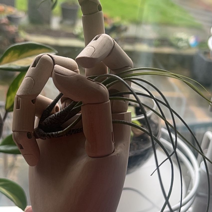Photo of the plant species Tillandsia butzii by @sansevieria named Rihanna on Greg, the plant care app