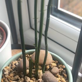 Photo of the plant species Bushman's Pipe by @sansevieria named Luna on Greg, the plant care app