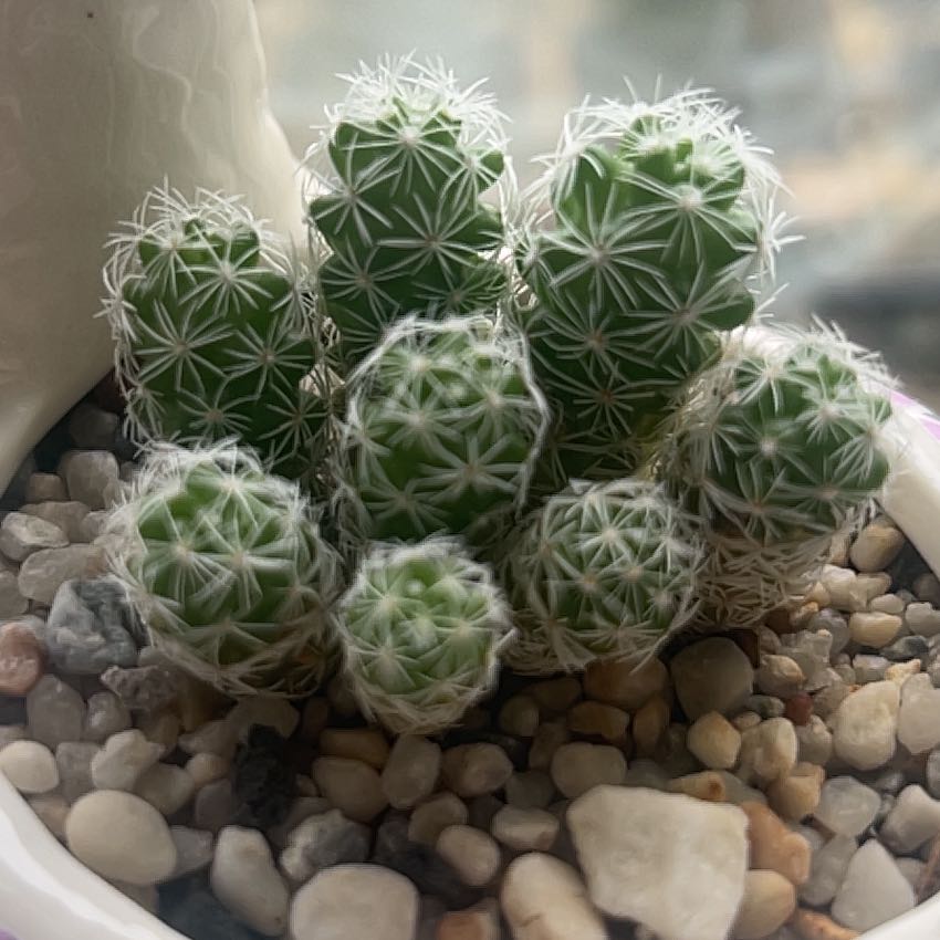 Photo of the plant species arizona snowcap by @sansevieria named Gregarious on Greg, the plant care app