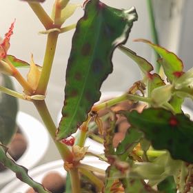 Photo of the plant species Begonia amphioxus by @sansevieria named Bruce Lee on Greg, the plant care app