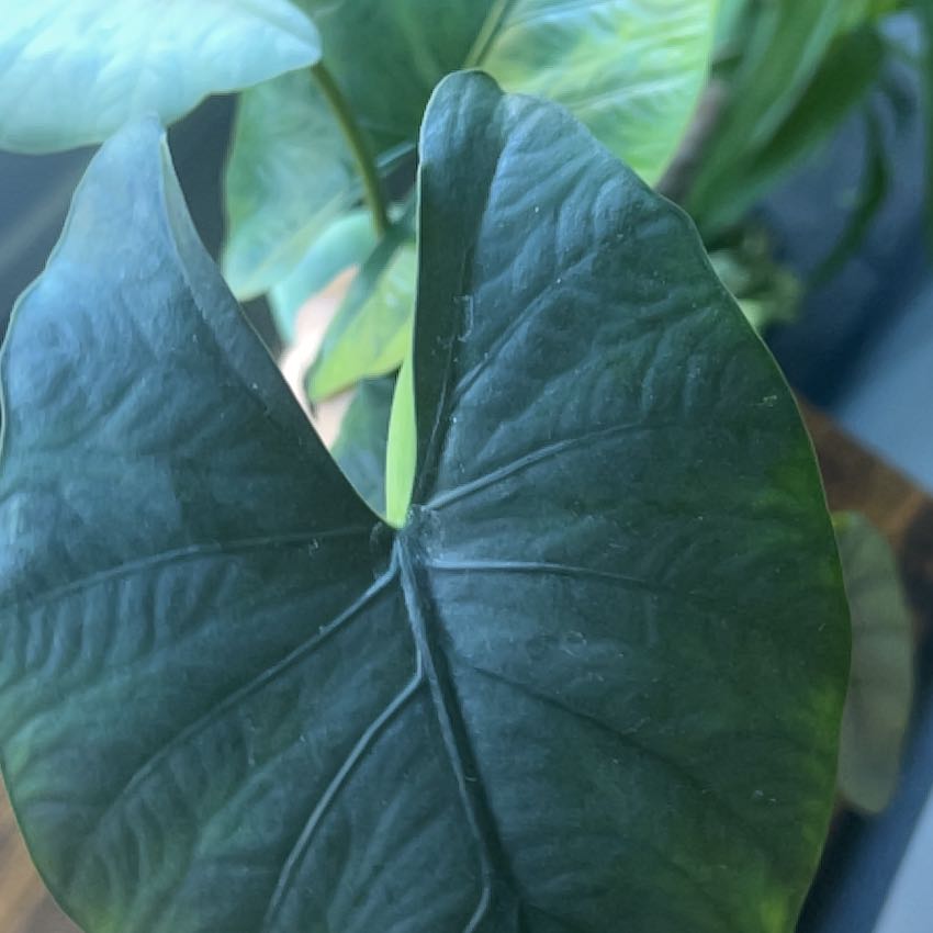 Photo of the plant species Alocasia Reginae by @sansevieria named Sage on Greg, the plant care app