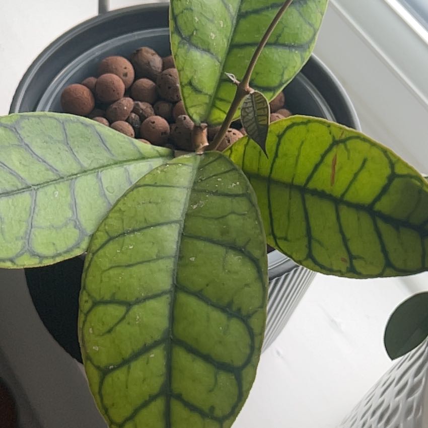 Photo of the plant species Stiff Leafed Hoya by @sansevieria named Rosa on Greg, the plant care app