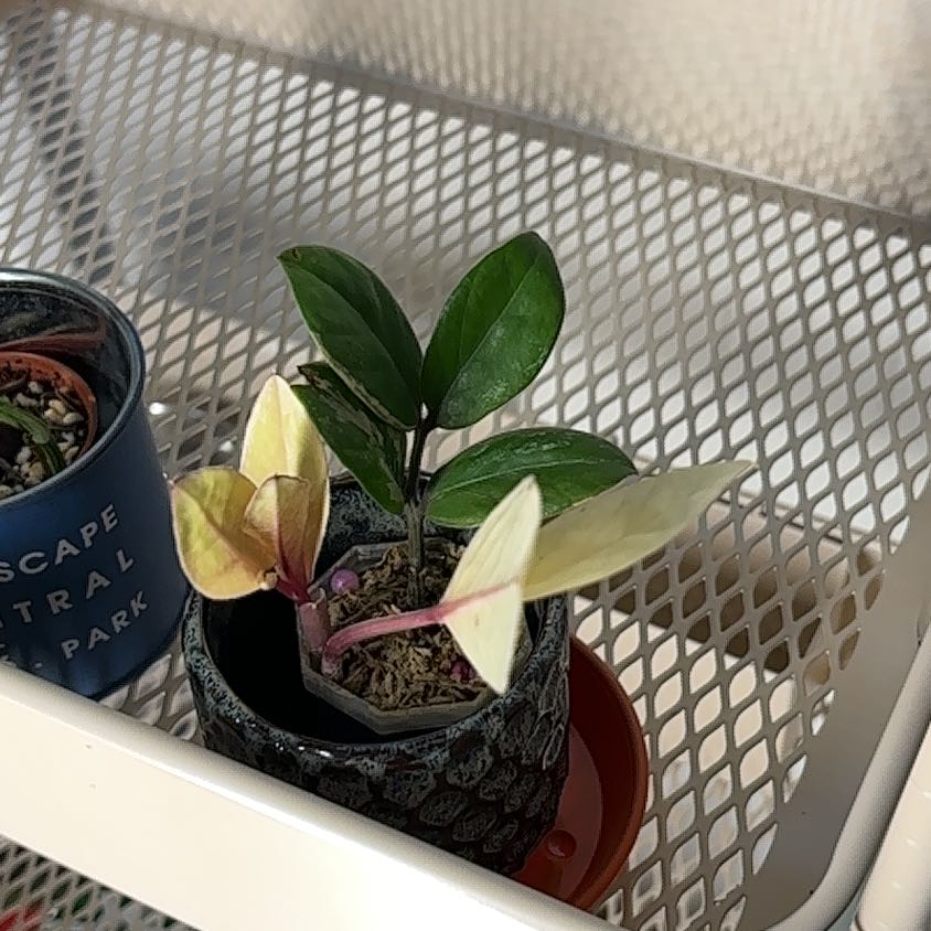 Photo of the plant species Variegated ZZ by @NewRyebrome38 named Sproutacus on Greg, the plant care app