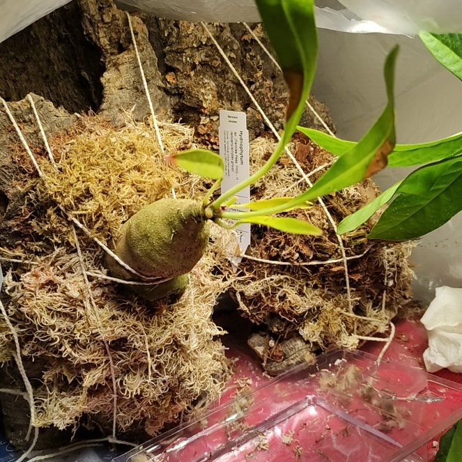Photo of the plant species ant plant by @FieryAlpinefir named Nithin on Greg, the plant care app