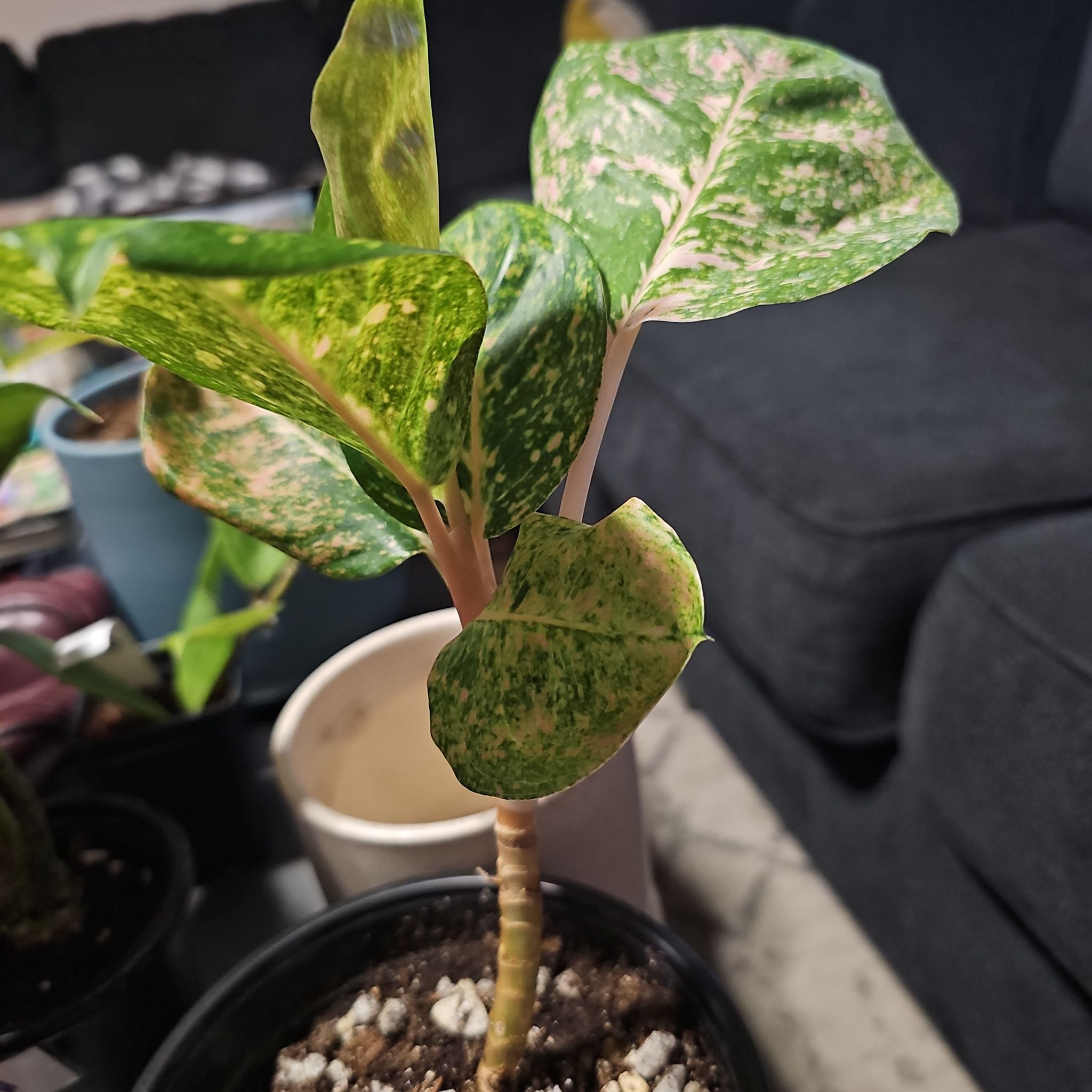 Photo of the plant species Aglaonema 'Rainbow' by @BusyCanadalily named Girlfrond on Greg, the plant care app