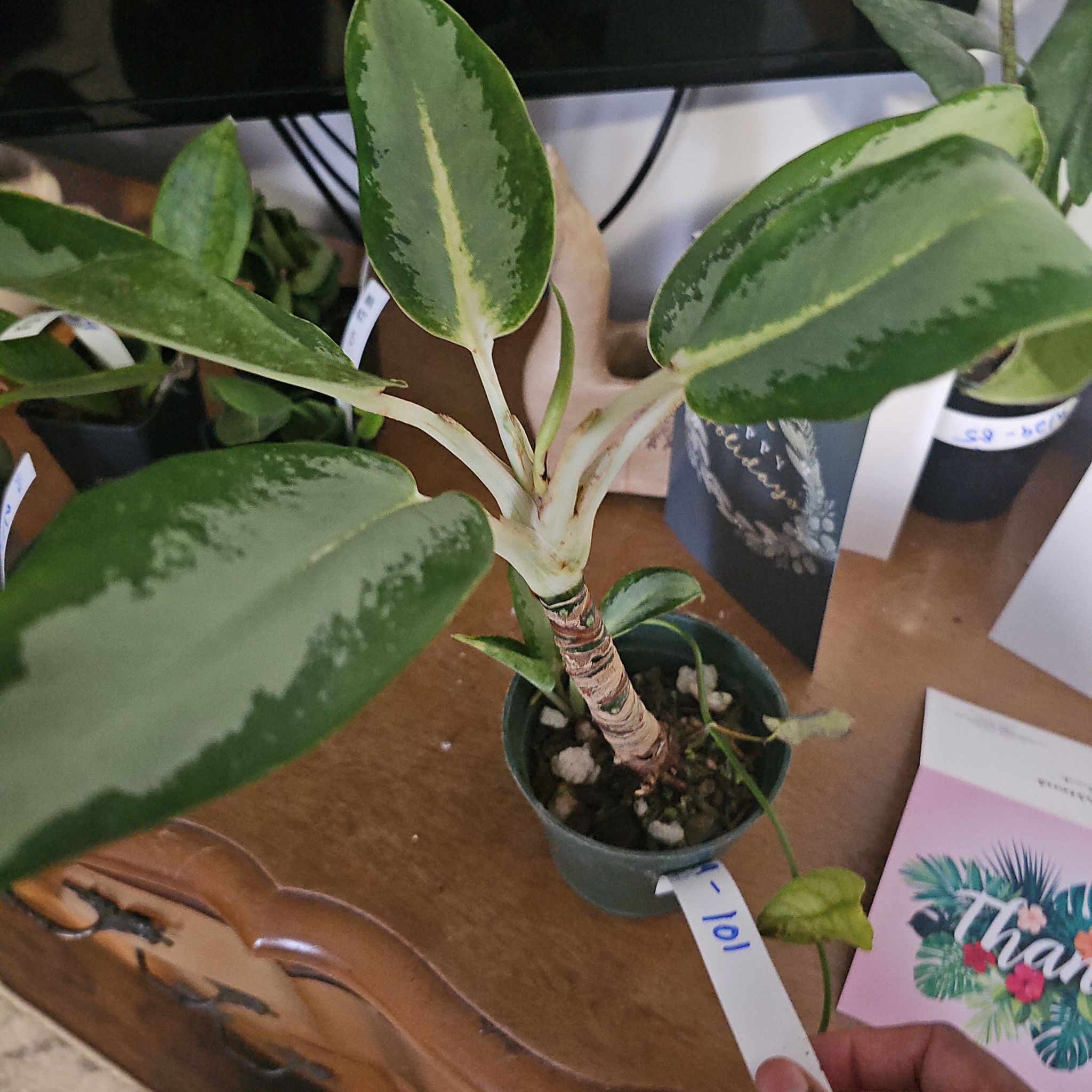 Photo of the plant species Aglaonema 'Green Bowl' by @BusyCanadalily named Orwell on Greg, the plant care app