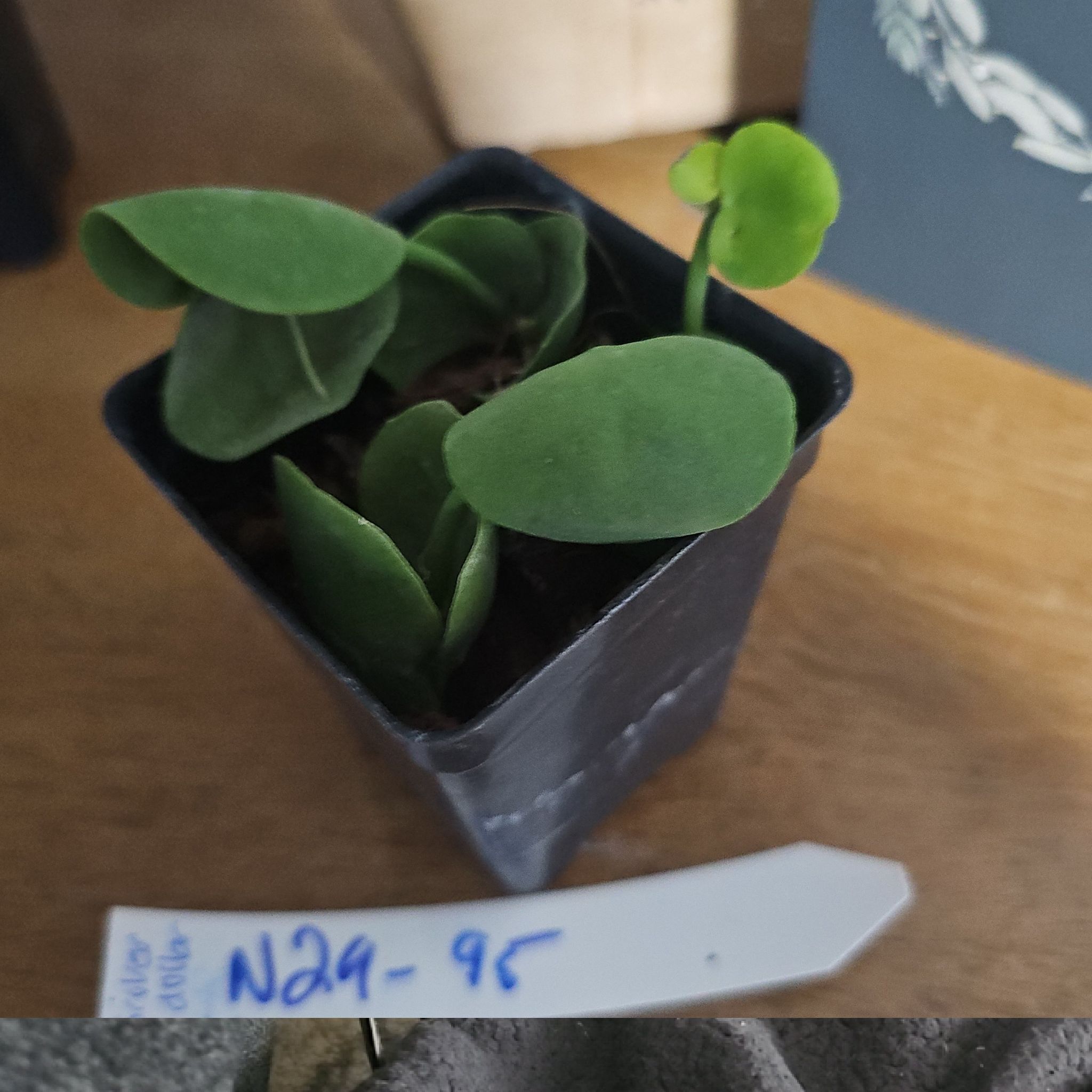 Photo of the plant species Dischidia 'Green Cascade' by @BusyCanadalily named Kesha on Greg, the plant care app