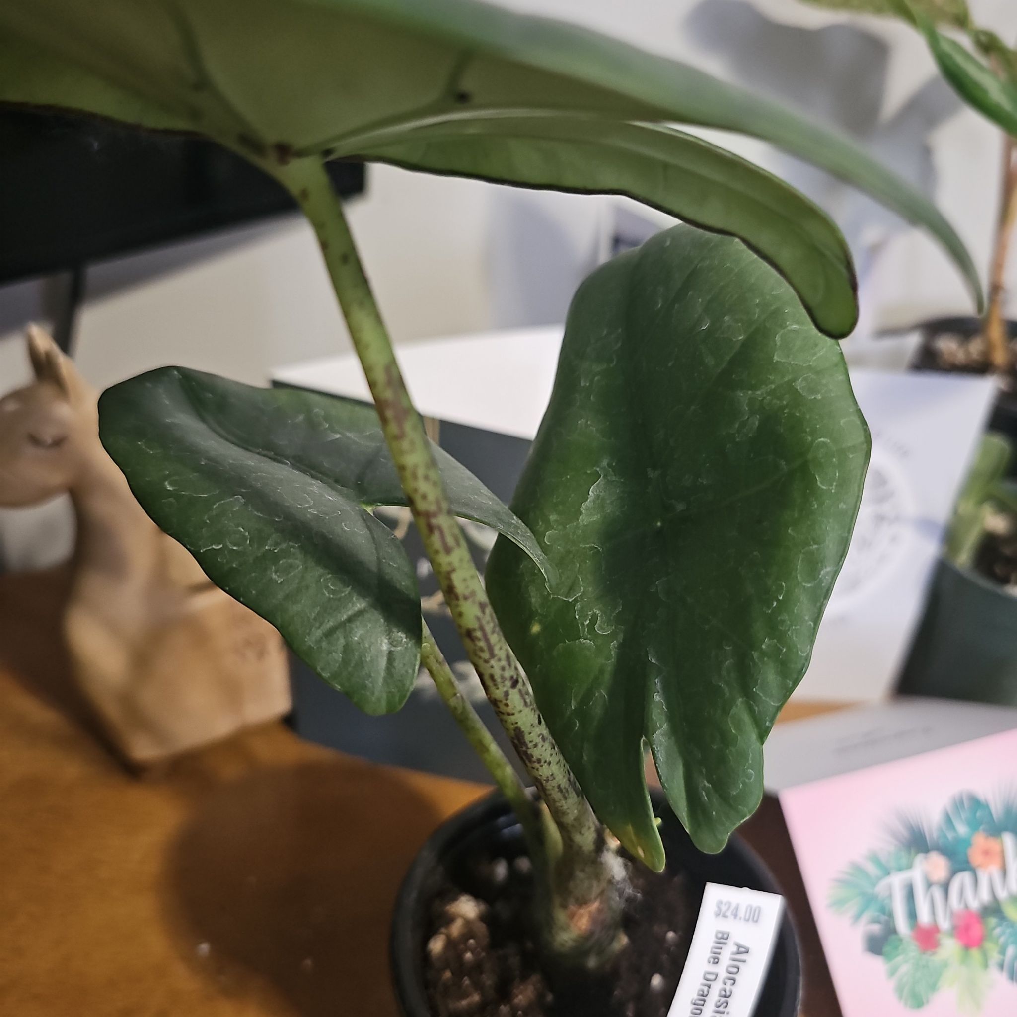 Photo of the plant species Alocasia Blue Dragon by @BusyCanadalily named ChloroPhil on Greg, the plant care app