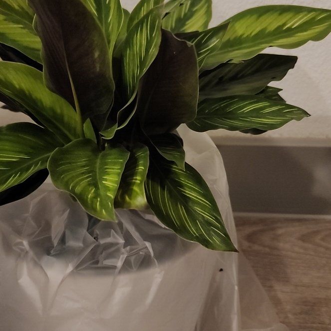 Prayer plant