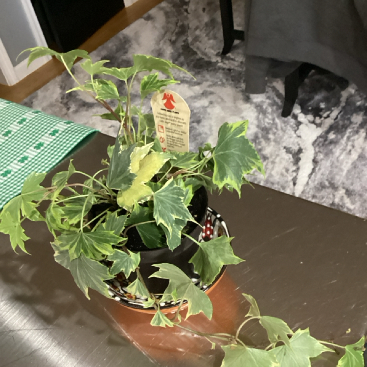 Photo of the plant species Yellow Ripple Ivy by @GuruWildpapaya named Ripley on Greg, the plant care app