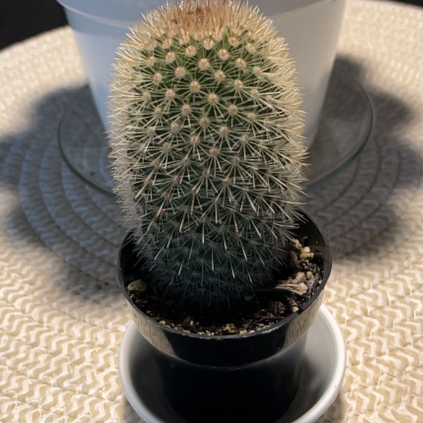 Plant care for feather cactus on Greg, the plant care app