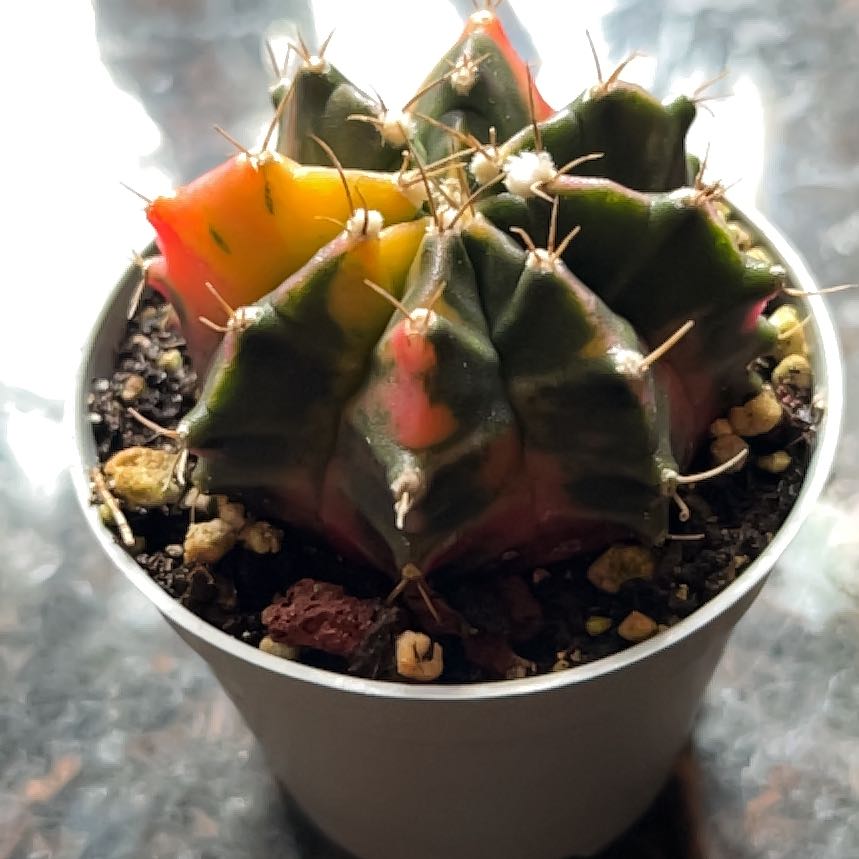 Photo of the plant species Variegated Barrel Cactus by @GuruWildpapaya named Creamsicle on Greg, the plant care app
