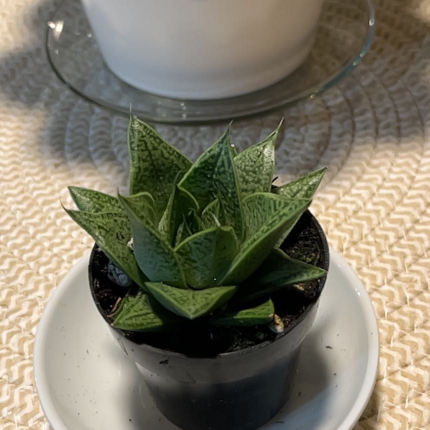 Photo of the plant species Gasteria Tiga by @GuruWildpapaya named Tigger on Greg, the plant care app