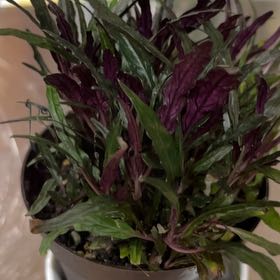 Photo of the plant species Idea For Terrariums by @GuruWildpapaya named Shruikan on Greg, the plant care app