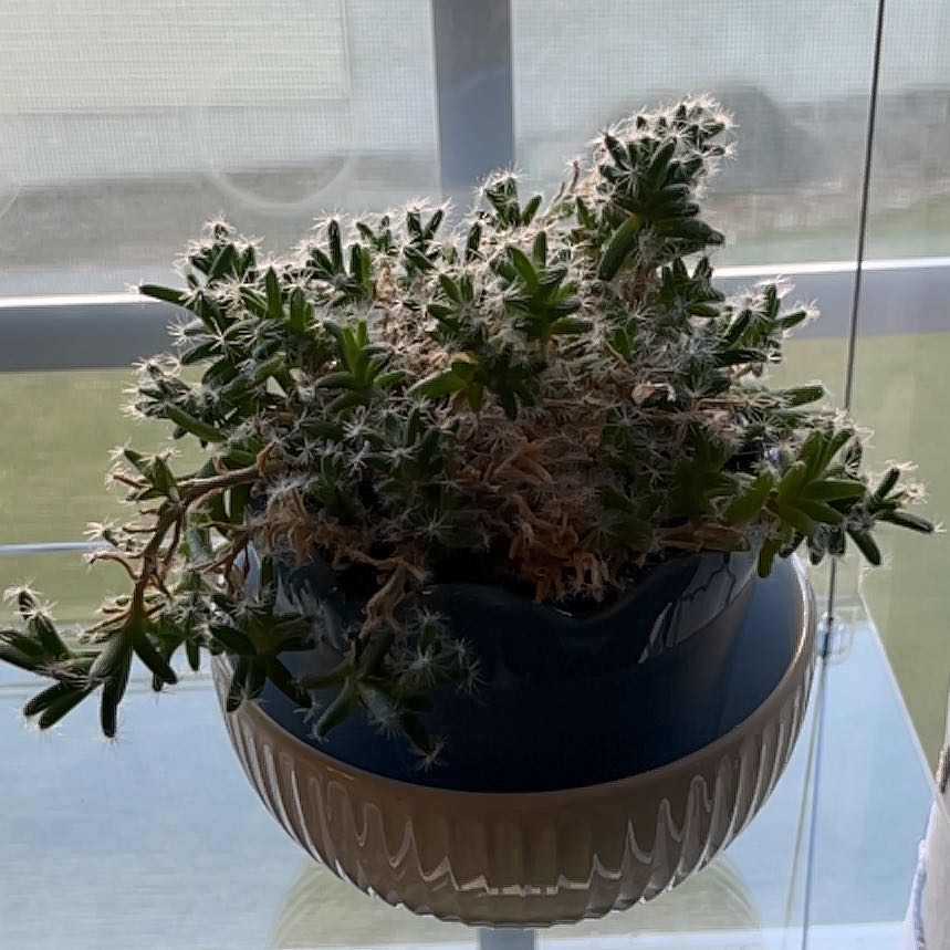 Photo of the plant species Miniature Desert Rose by @GuruWildpapaya named Arya on Greg, the plant care app