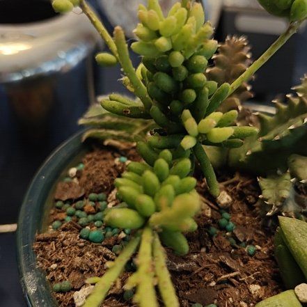Photo of the plant species rhipsalis by @ocayfine named Cleopatra on Greg, the plant care app