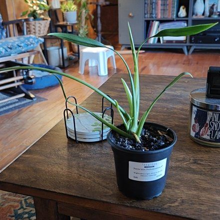 Photo of the plant species Philodendron sucrense by @ocayfine named Plato on Greg, the plant care app