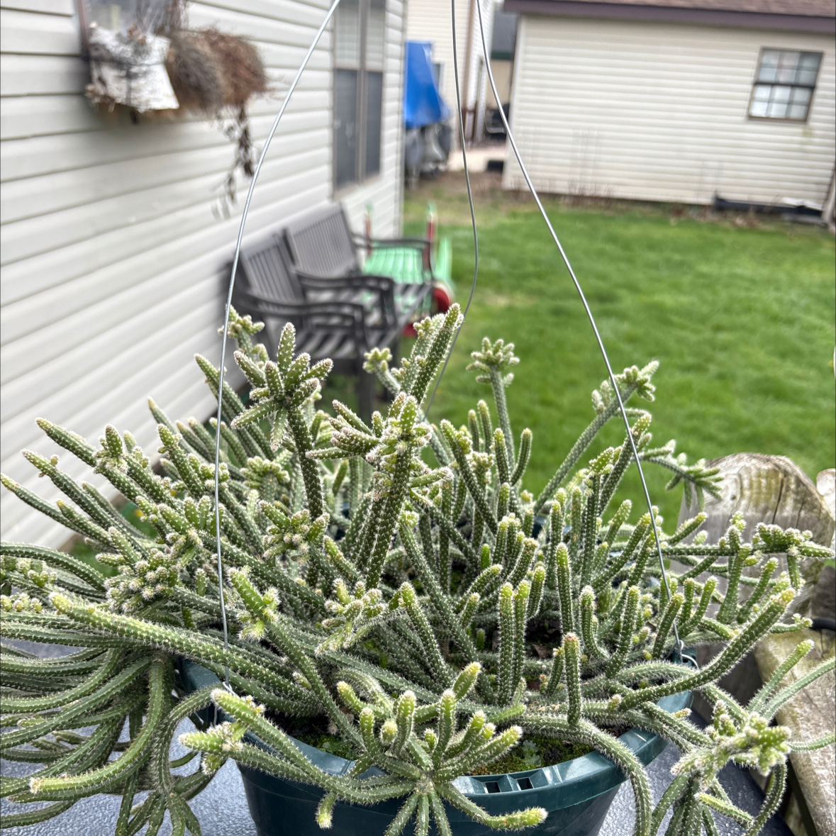 Photo of the plant species Mouse Tail Cactus by @GoodNoni79 named Lola on Greg, the plant care app