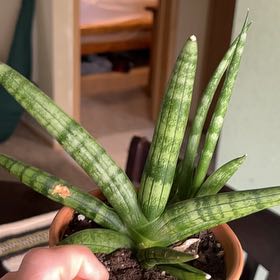 Photo of the plant species Starfish Cactus by @GoodNoni79 named Patrick on Greg, the plant care app