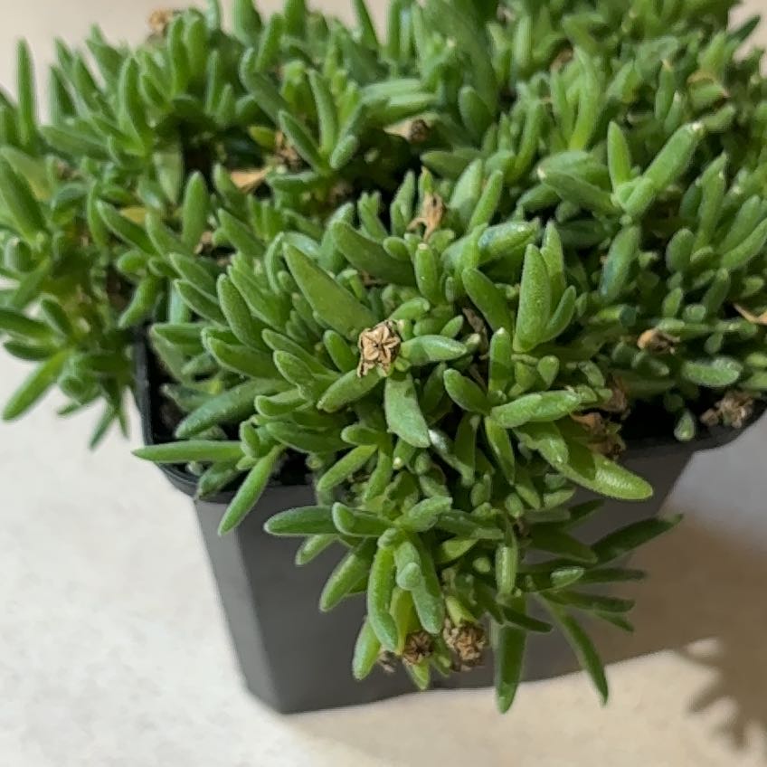 Photo of the plant species Yellow Ice Plant by @GoodNoni79 named Banana on Greg, the plant care app