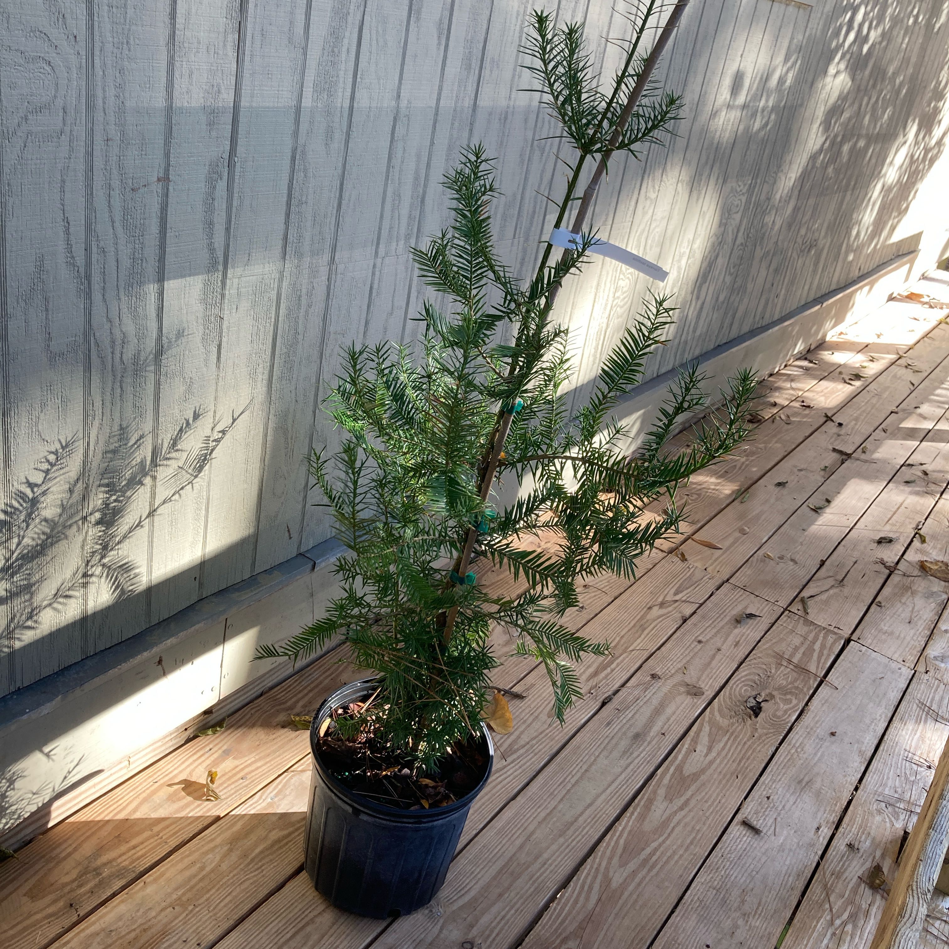 Photo of the plant species Florida Torreya by @CosmicCigartree named Tolkien on Greg, the plant care app