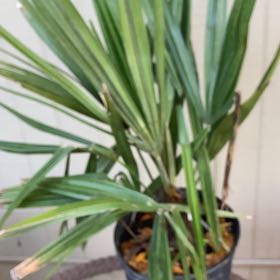 Photo of the plant species Needle Palm by @CosmicCigartree named Lebron on Greg, the plant care app