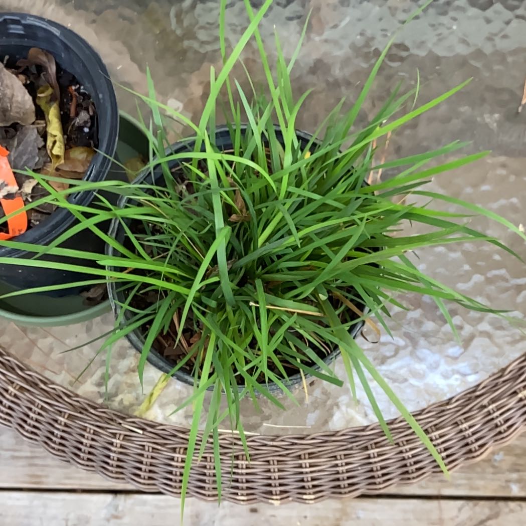 Photo of the plant species Suwannee Blue-eyed Grass by @CosmicCigartree named Zion on Greg, the plant care app