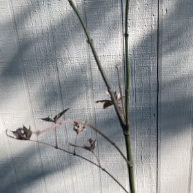 Photo of the plant species Bloodgood Japanese Maple by @CosmicCigartree named Harry on Greg, the plant care app