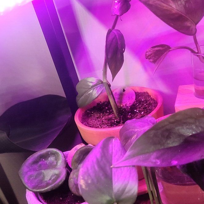 Photo of the plant species baltic blue pothos by @FunnyOlneya86 named Remington on Greg, the plant care app