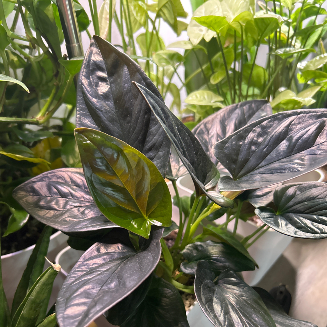 Photo of the plant species Syngonium Erythrophyllum by @CozyBiglaurel named Peter Parker on Greg, the plant care app