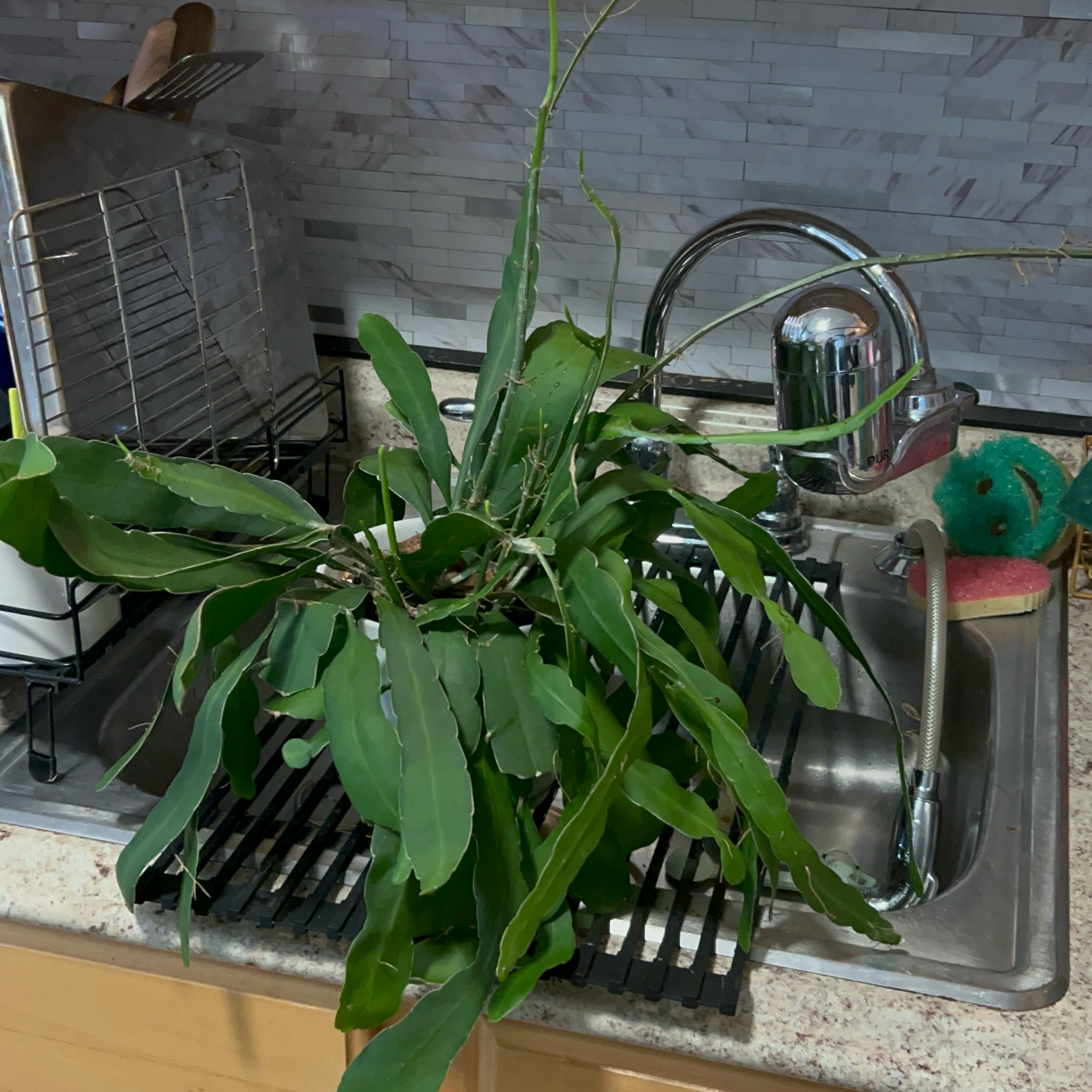 Photo of the plant species Epiphyllum 'Beavertail' by @CozyBiglaurel named Rosa on Greg, the plant care app