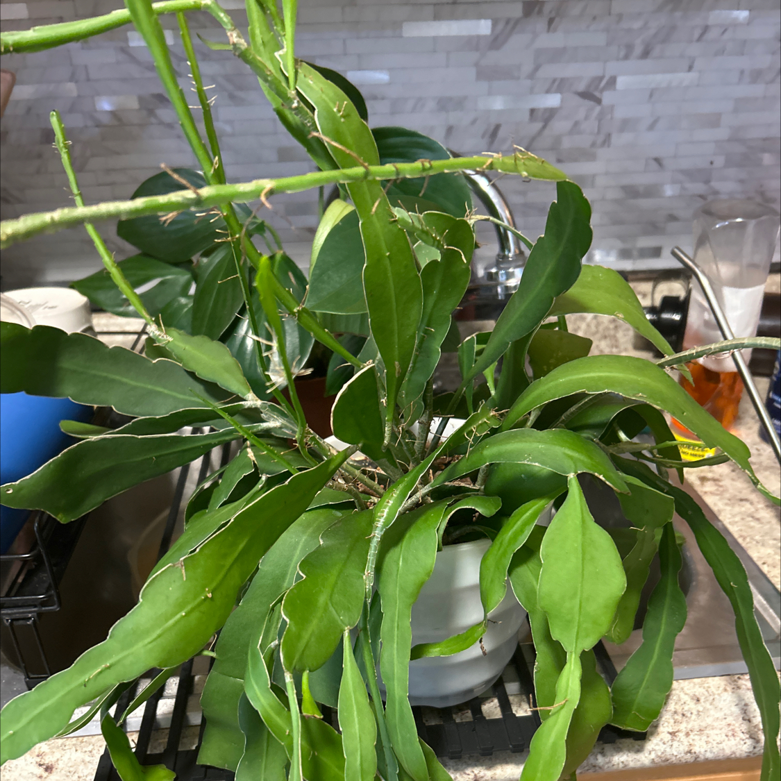 Photo of the plant species Epiphyllum 'Beavertail' by @CozyBiglaurel named Rosa on Greg, the plant care app