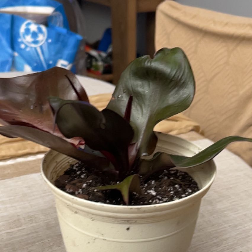Plant care for Red Carpet Sedum on Greg, the plant care app