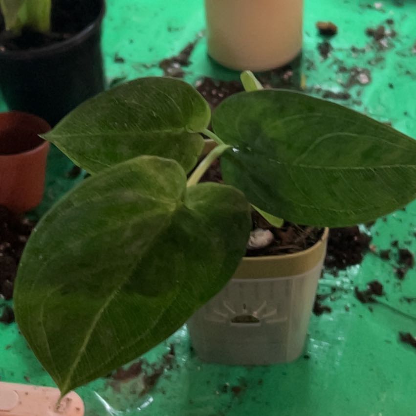Photo of the plant species Syngonium chiapense by @CozyBiglaurel named Diana on Greg, the plant care app