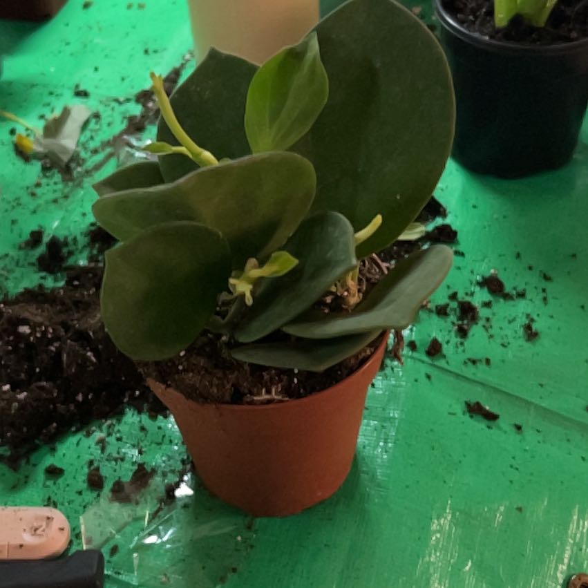 Photo of the plant species hoya pachycleda by @CozyBiglaurel named Wall-E on Greg, the plant care app