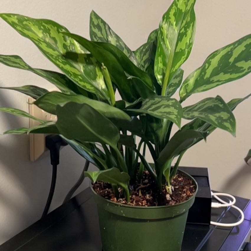 Photo of the plant species Aglaonema MaryAnn by @CozyBiglaurel named Nemo on Greg, the plant care app