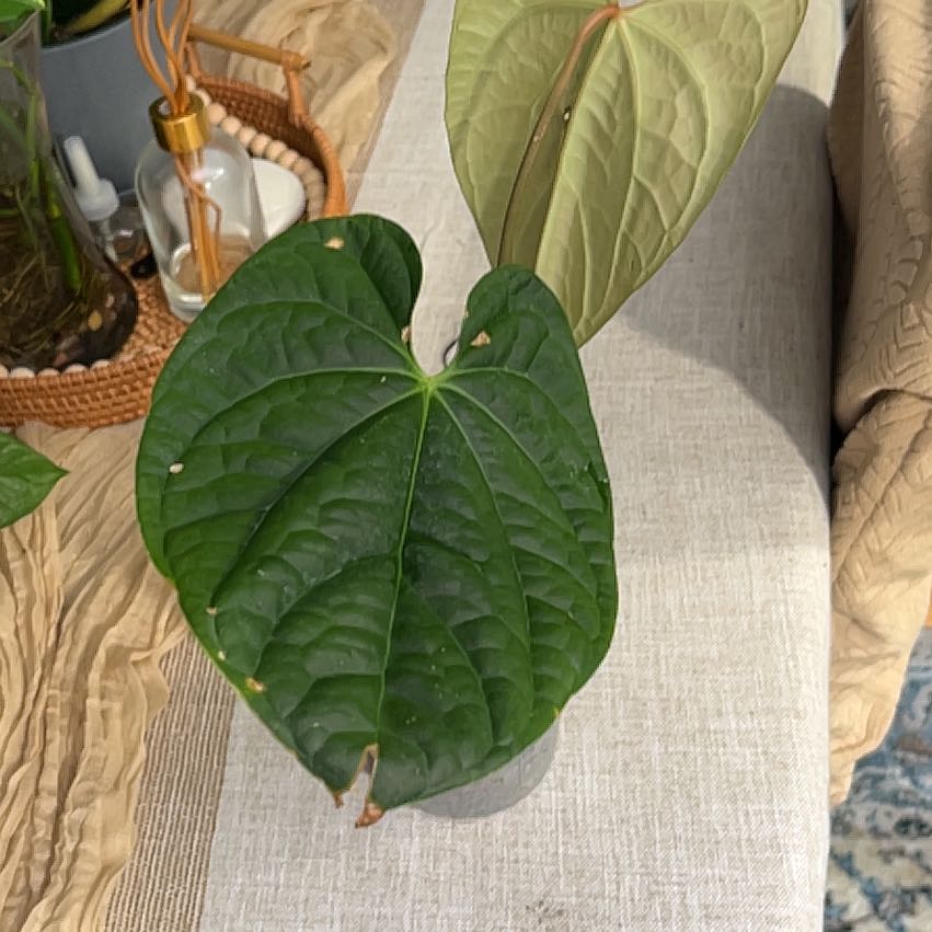 Photo of the plant species Anthurium by @CozyBiglaurel named da Vinci on Greg, the plant care app