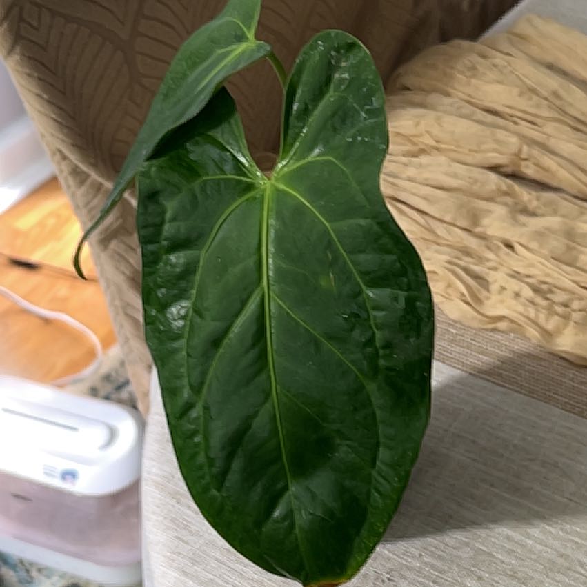 Photo of the plant species Anthurium Luxurians x Crystallinum 'Raven Soul' by @CozyBiglaurel named Diana on Greg, the plant care app